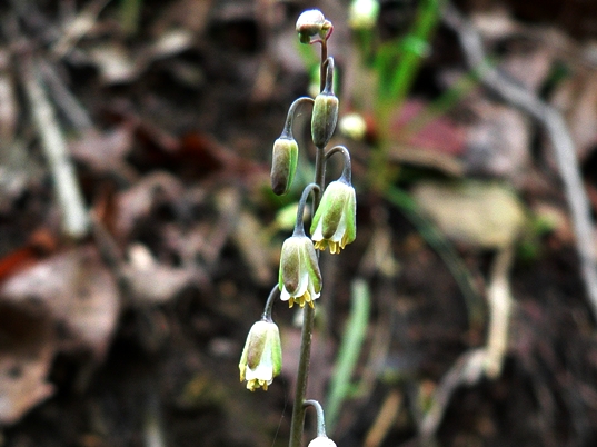 {Boechera laevigata}